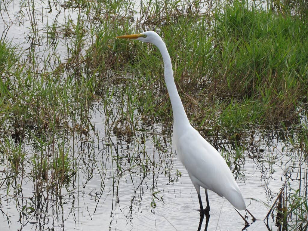 St. Augustine Beach Access