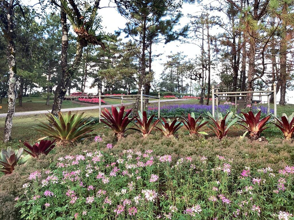 Pine Forests & Cool Air