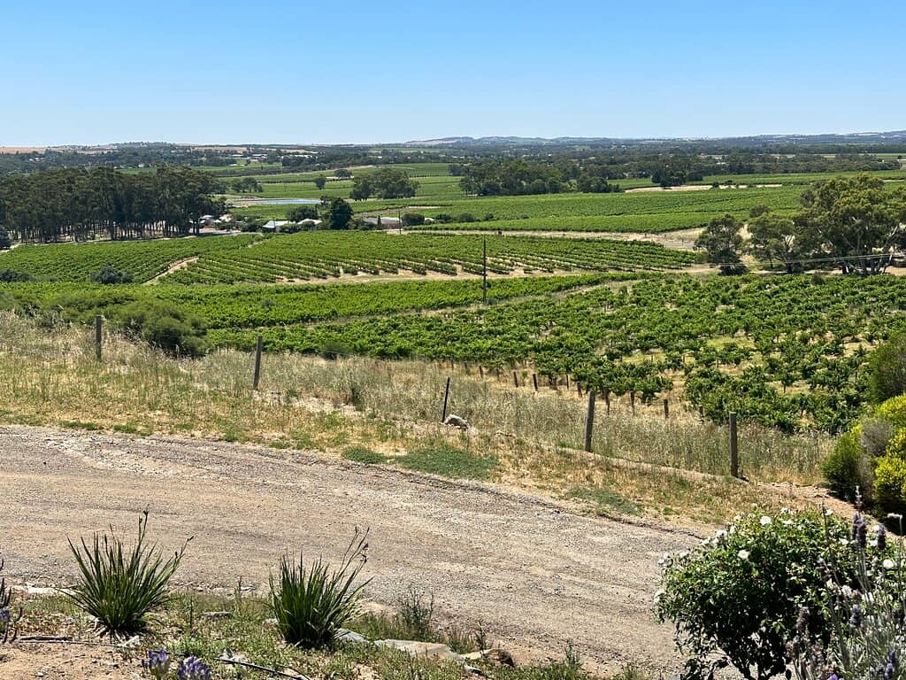 White Wine Tasting Experience