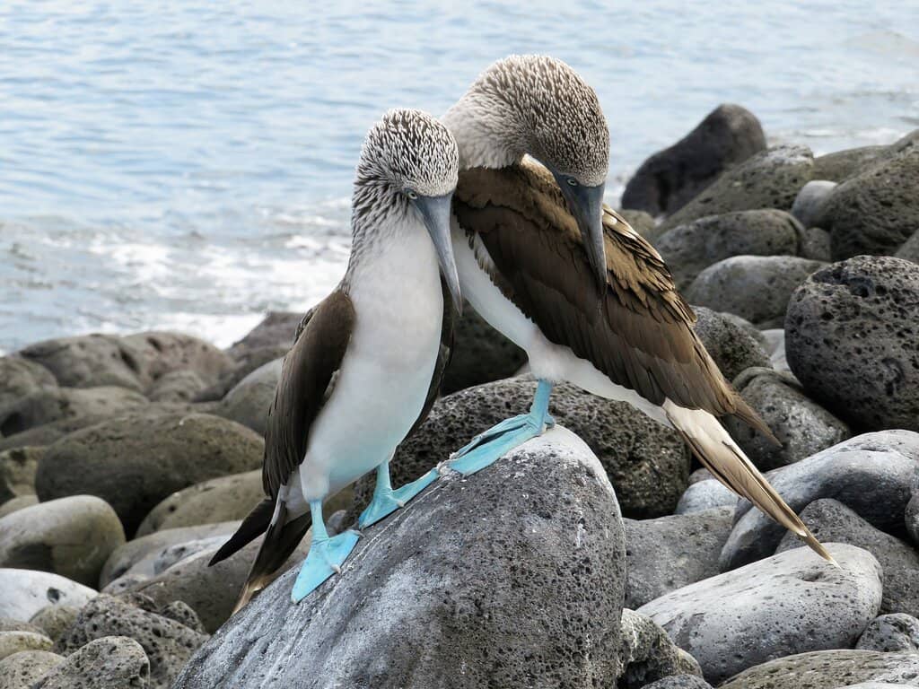 Crystal Clear Waters for Snorkeling