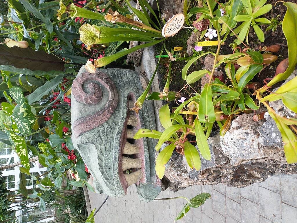 Cactus and Succulent Collection