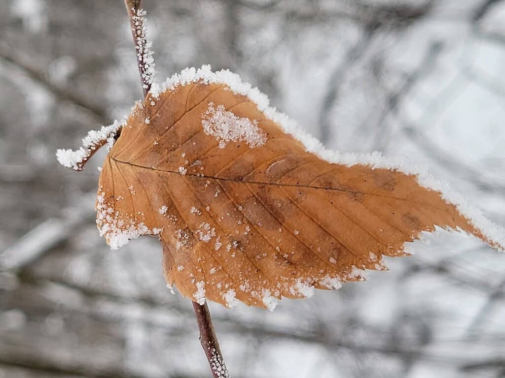Winter Skating Trail