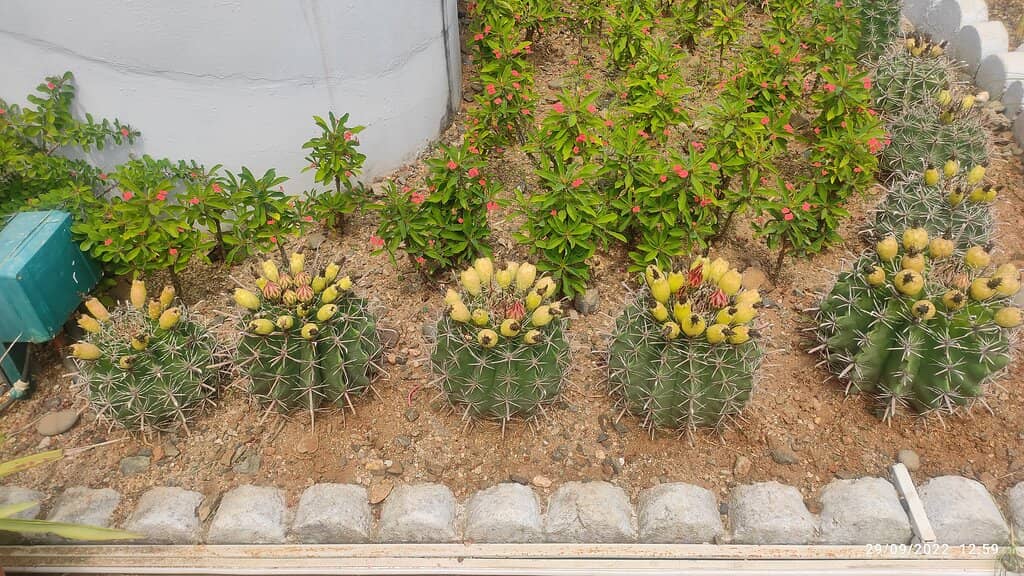 Vast Cactus Collection