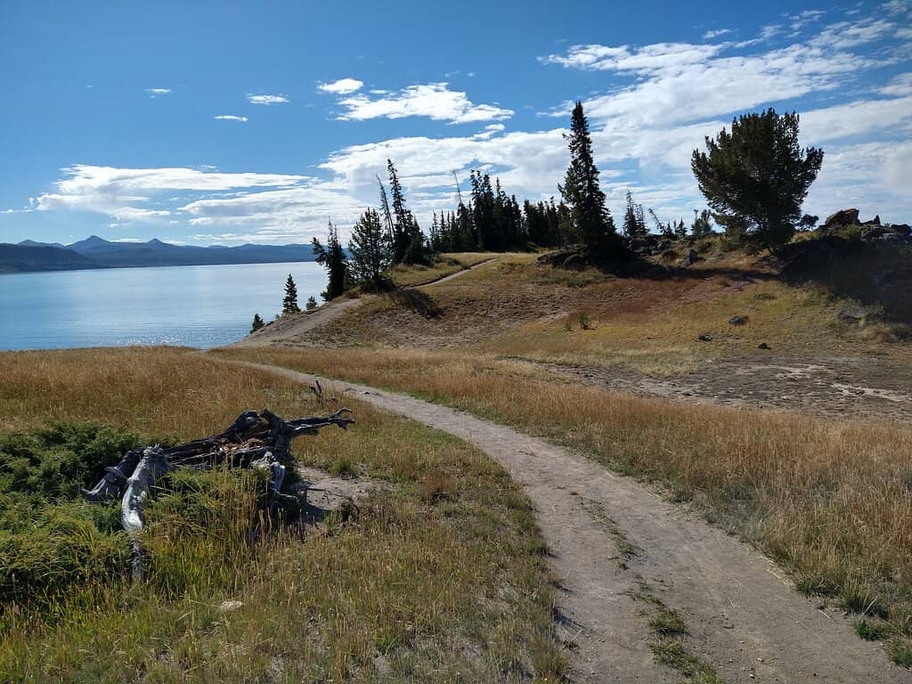 Bison Scratching Posts