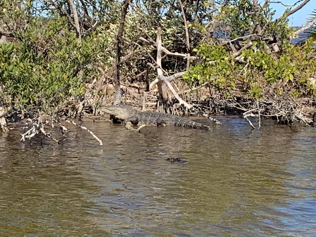 Bioluminescent Waters
