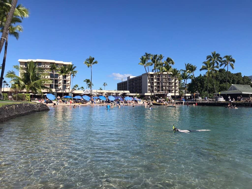 Local Feline Friends