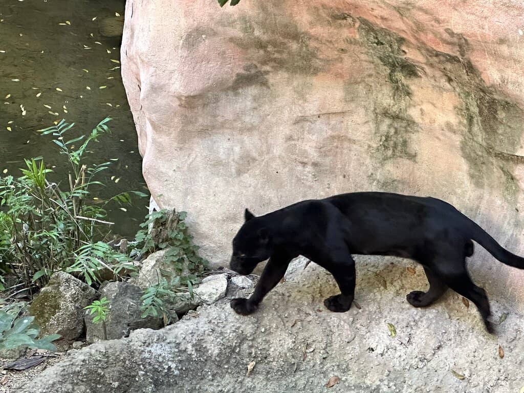 Farm Animal Encounters