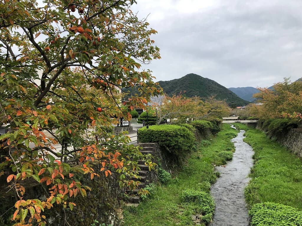A River of Pink Petals