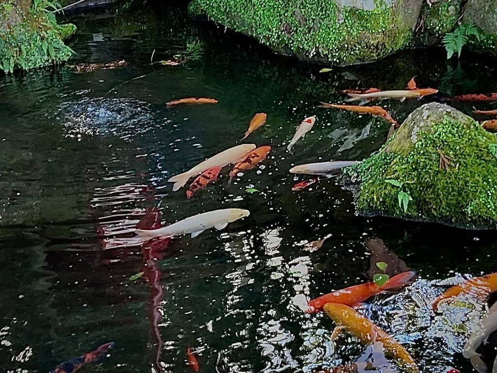 Healing Spring Water
