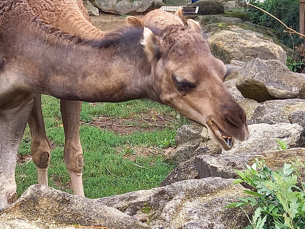 Petting Zoo & Playgrounds