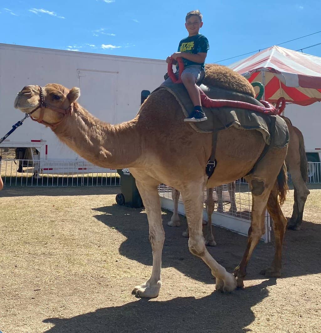 Livestock Exhibits