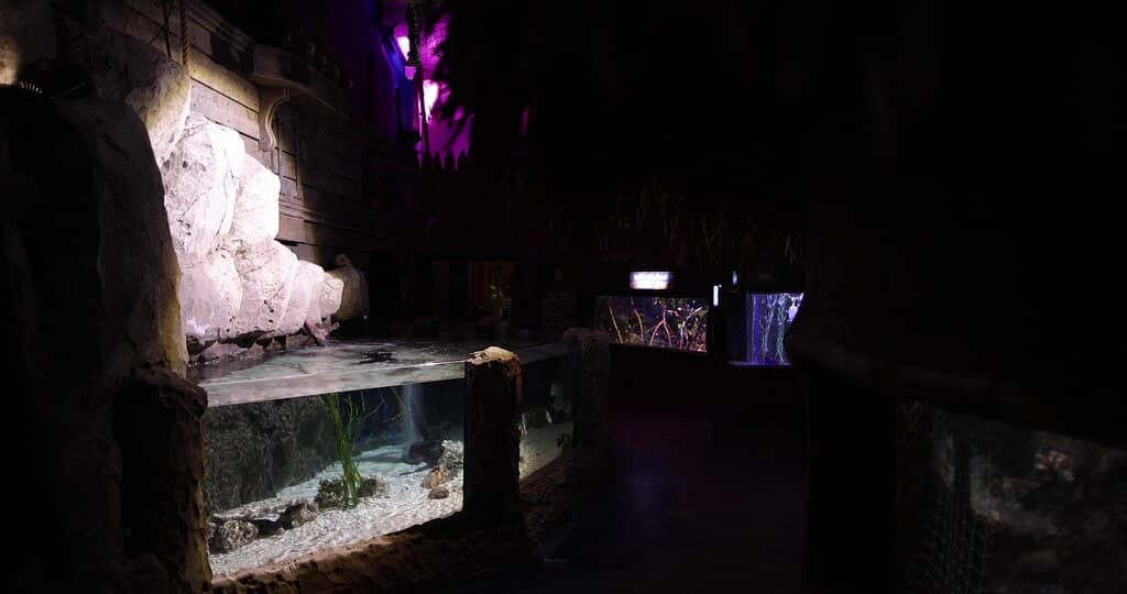 Main Display Tank