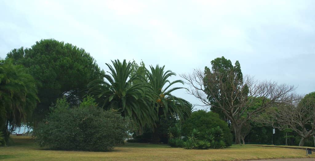 Vast Rose Collections