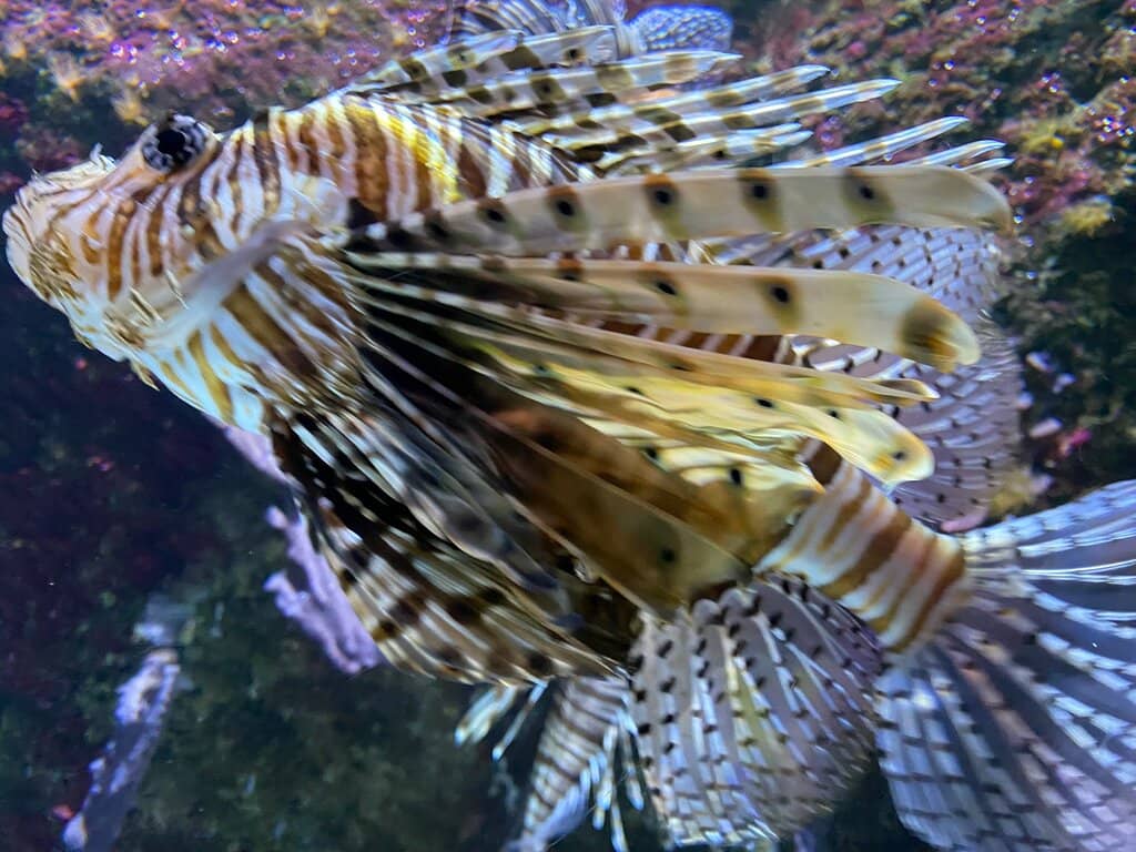 Regional Marine Life