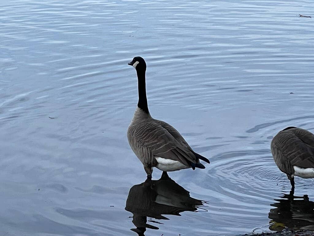 Lake Views & Wildlife Spotting