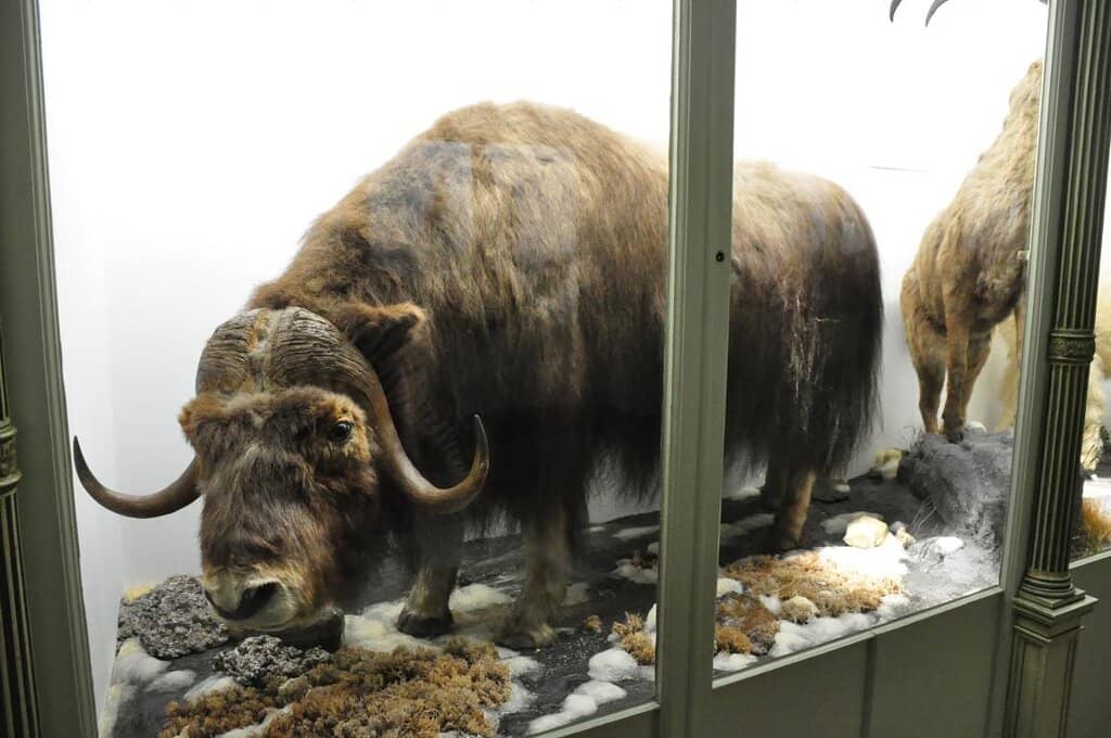 Impressive Taxidermy Collection