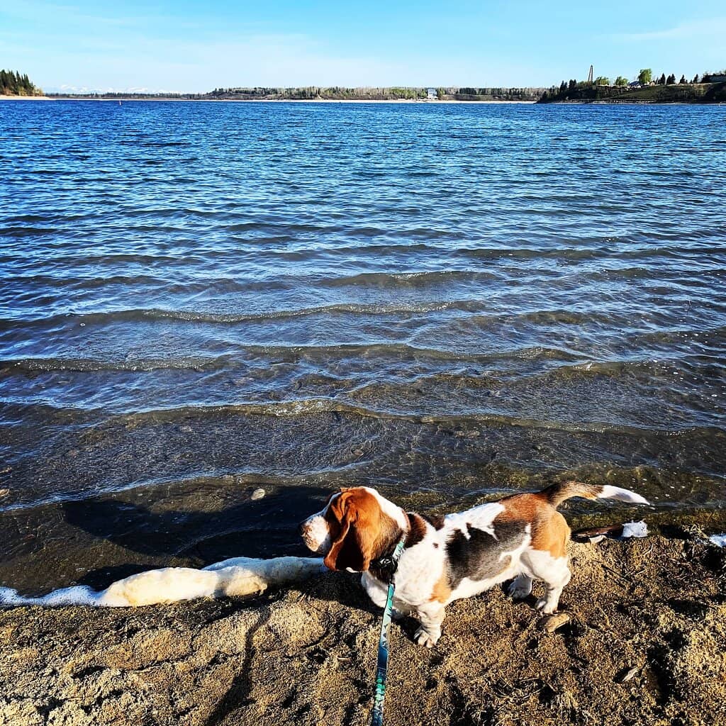 North Glenmore Park Ice Trail