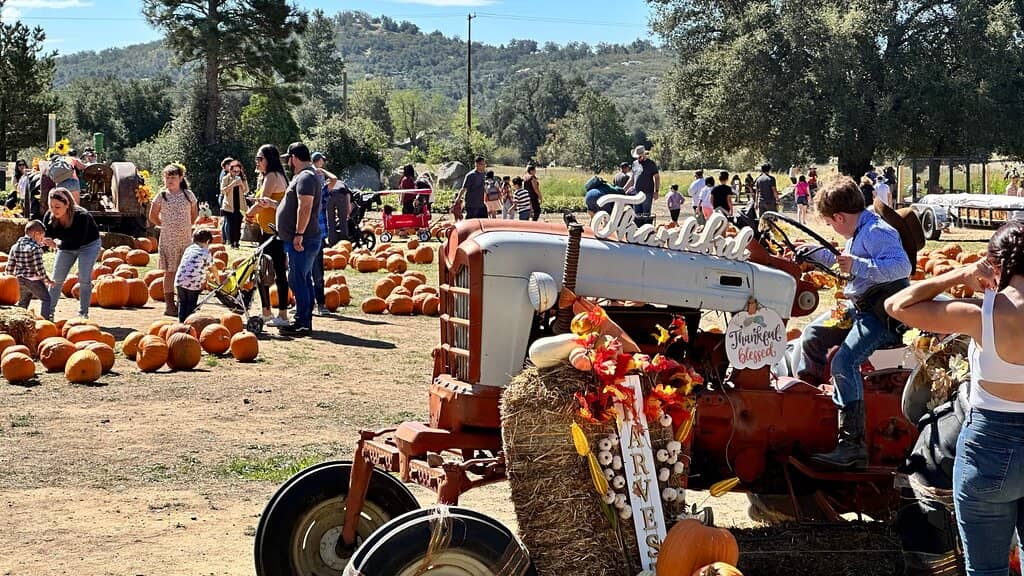 Apple Cannons & Axe Throwing