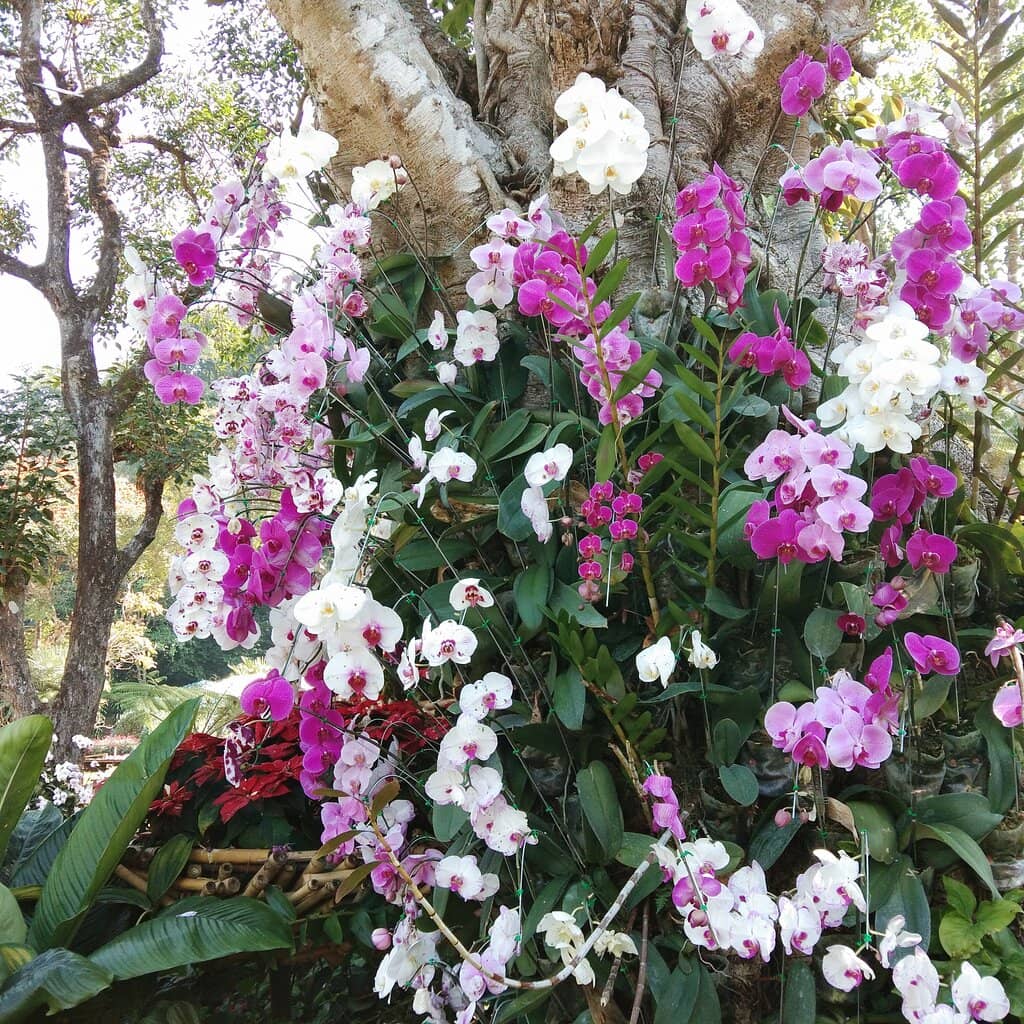 Doi Tung Coffee & Eateries