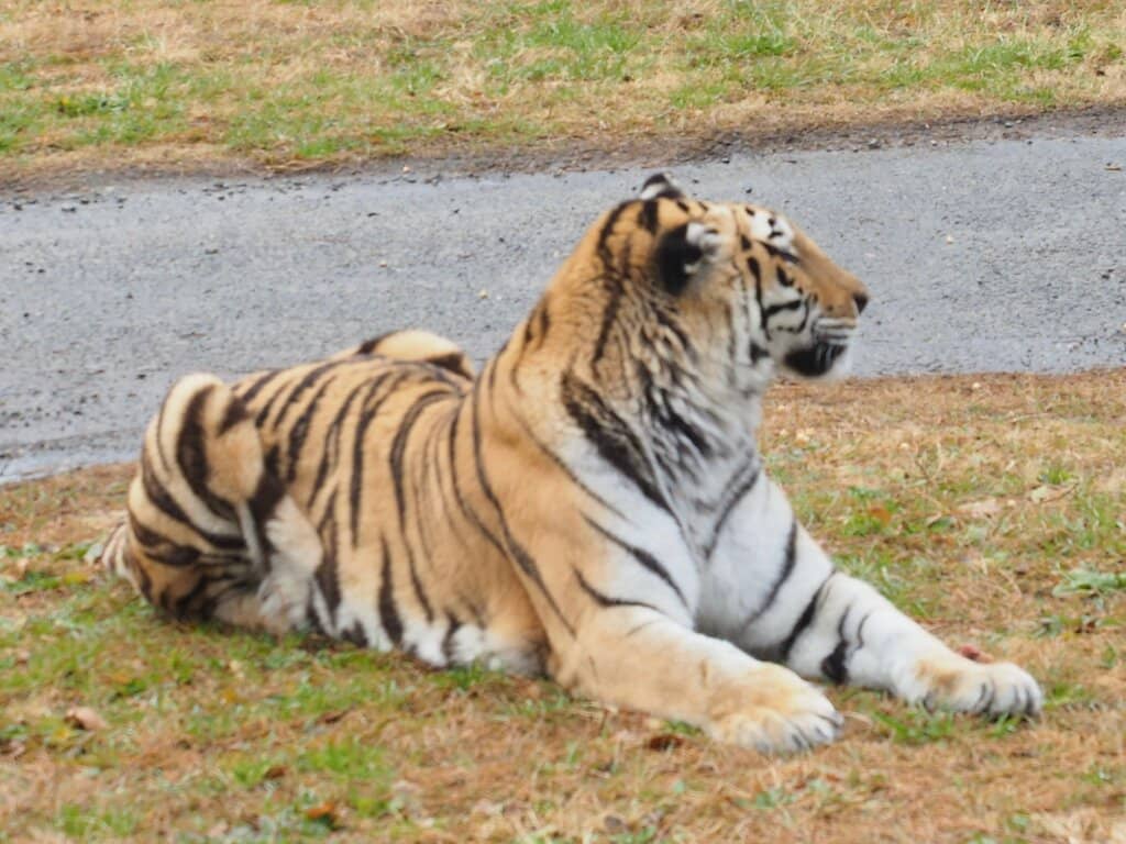 Animal Shows Galore