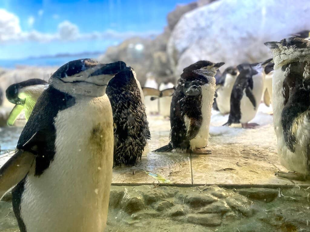 Penguin Encounters
