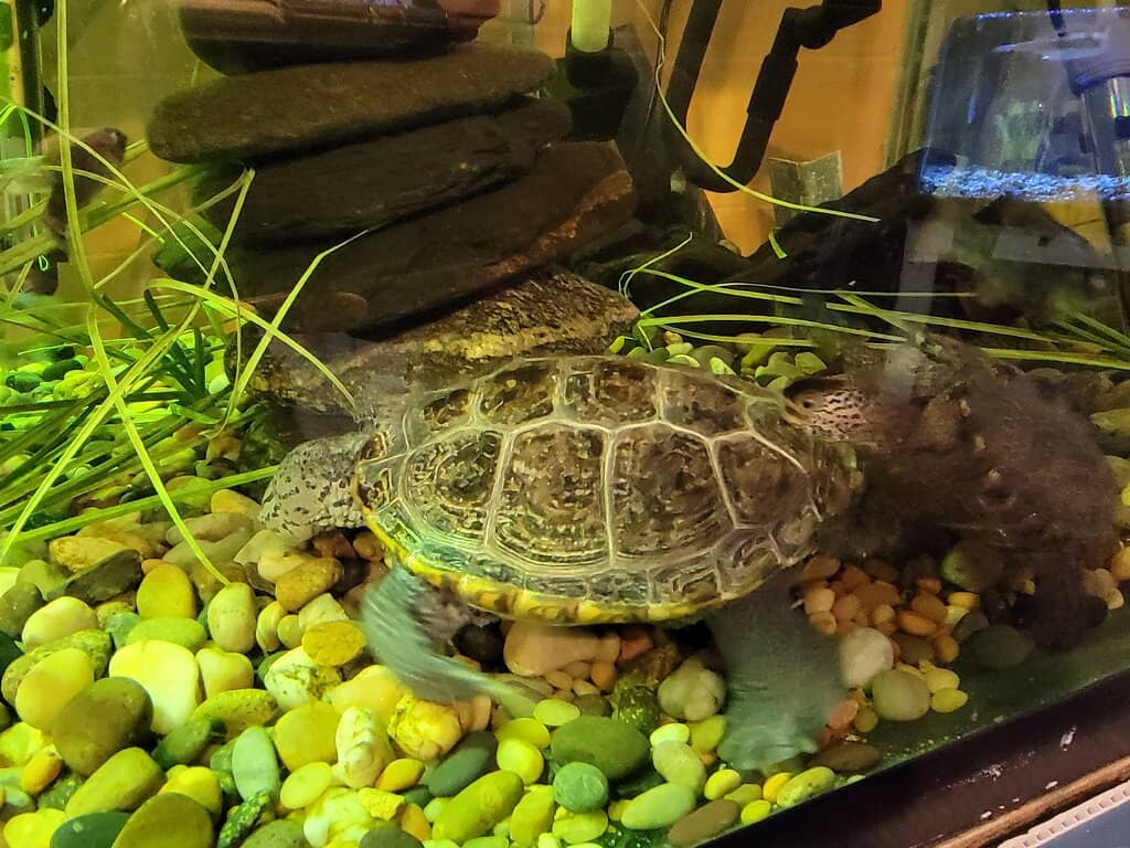 Local Aquatic Species