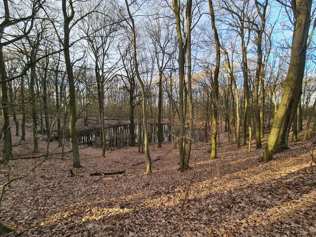 Forest Walking Trails