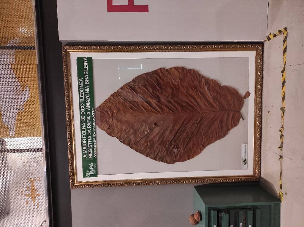 Tucumã Palm