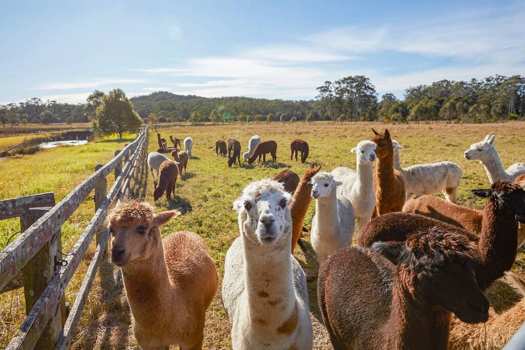 Feeding Other Farm Animals