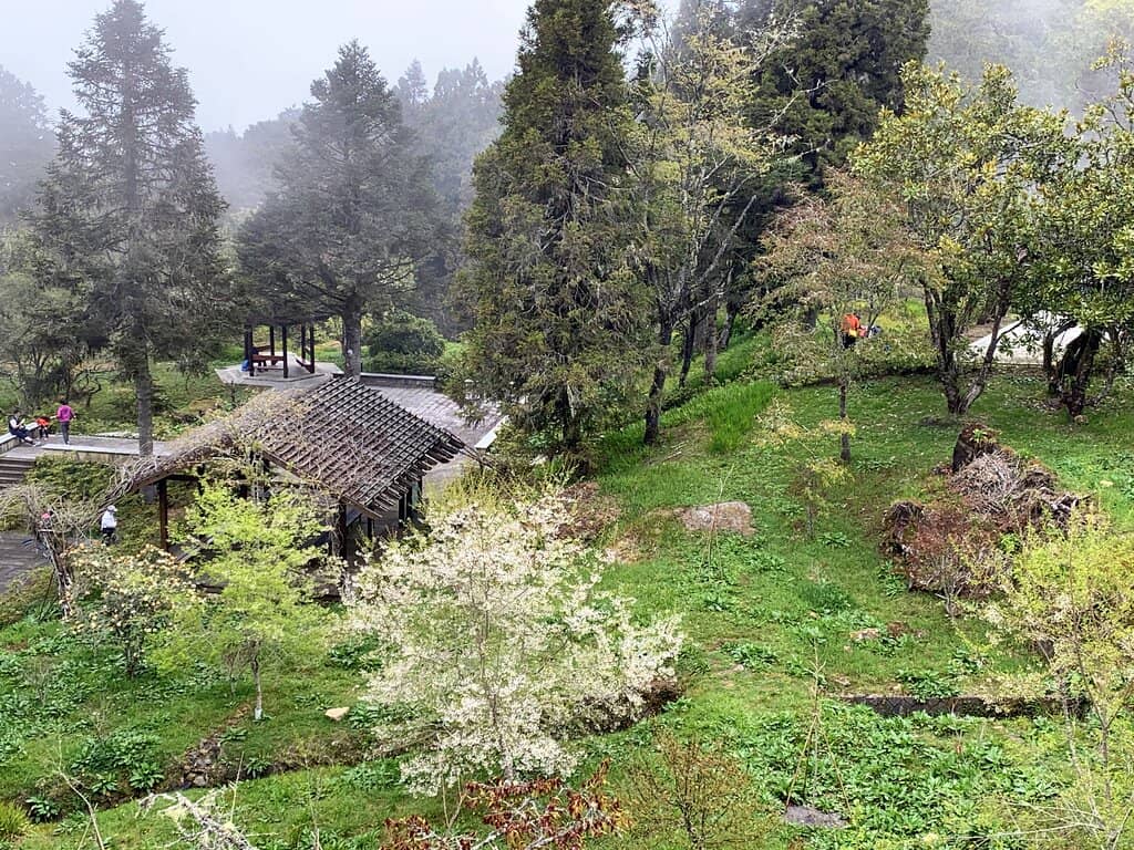 Alishan Forest Railway Train Ride