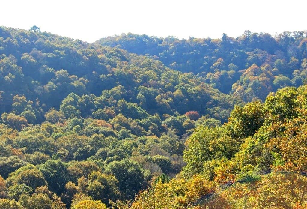 Enchanting Forest Trails