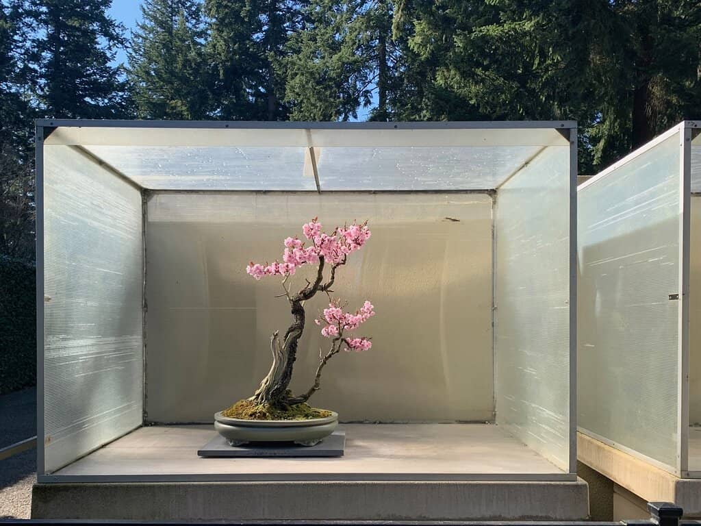 Gravenstein Apple Bonsai