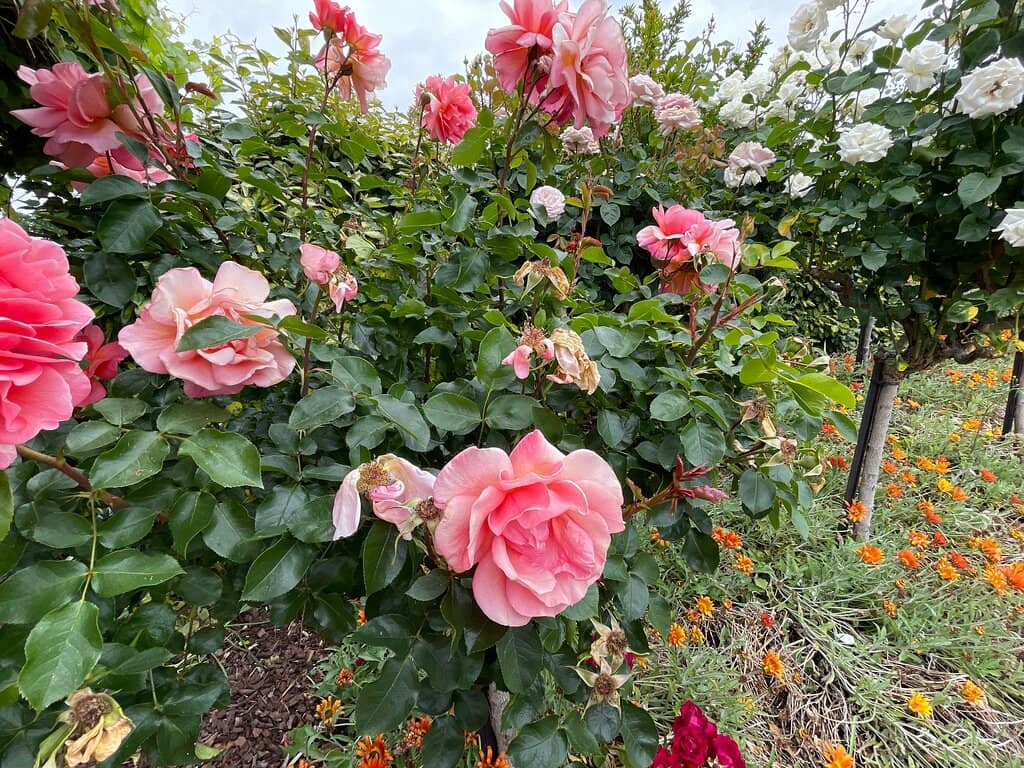 Peaceful Picnic Spots