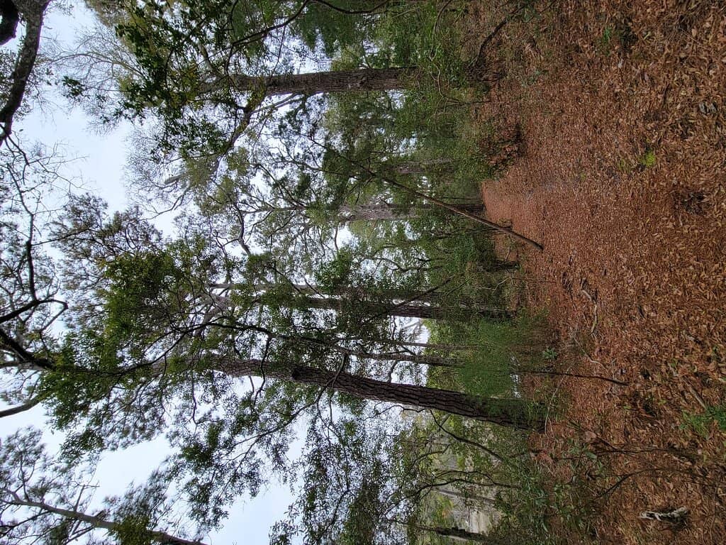 Bogue Sound Views