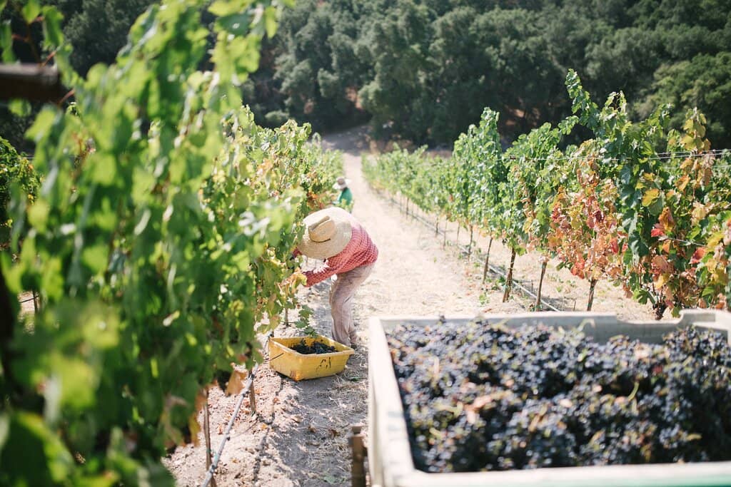 Gourmet Lunch & Apps