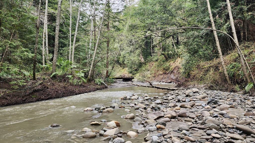 Old Growth Trail