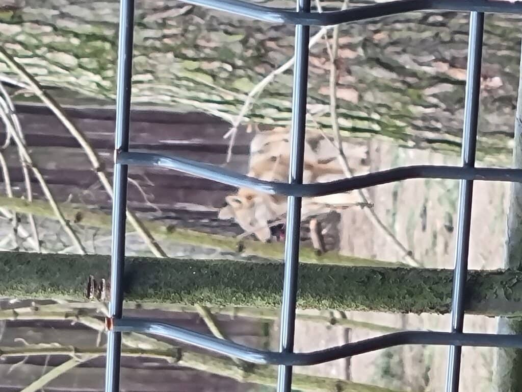 Petting Zoo and Playground