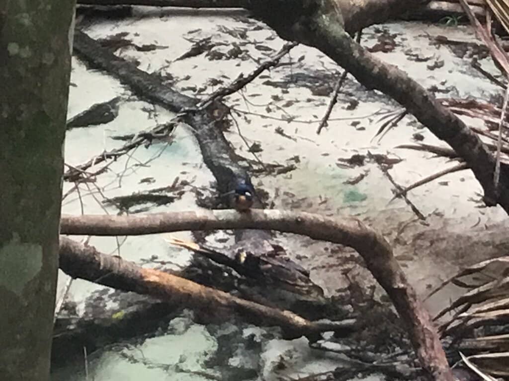 Wanggoolba Creek