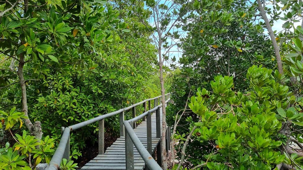 Gazi Bay Creek Views