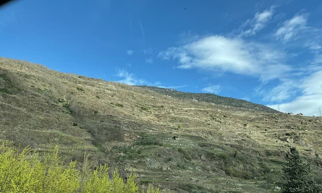 Peaceful Woodland Stroll