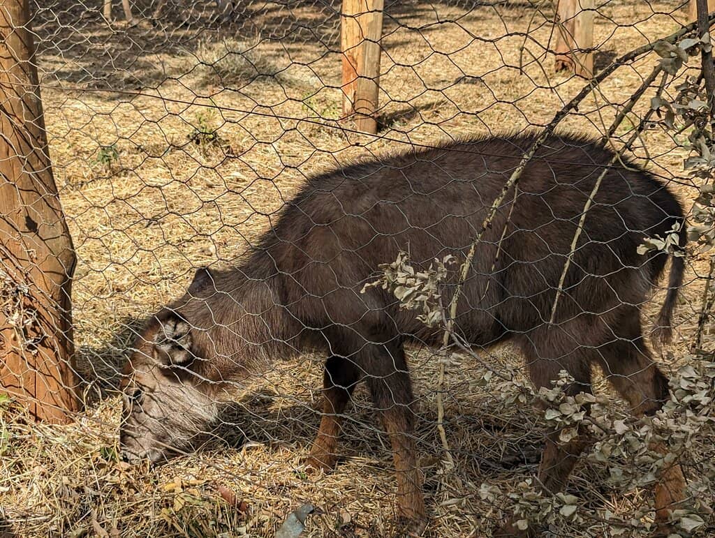 Interactive Giraffe Experience