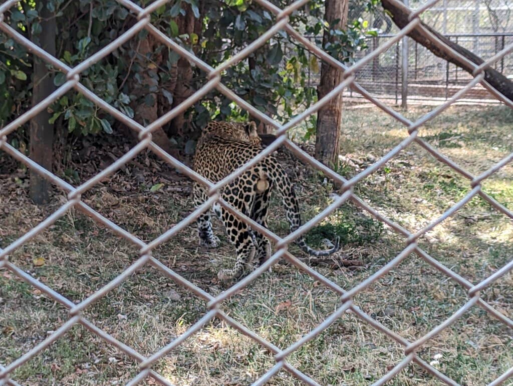 Close Encounters with Rescued Animals