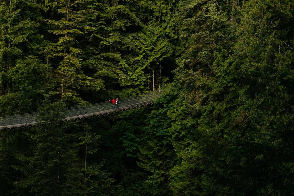 Treetops Adventure