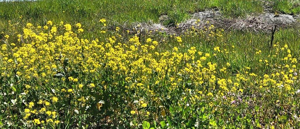 Marshland Birdwatching