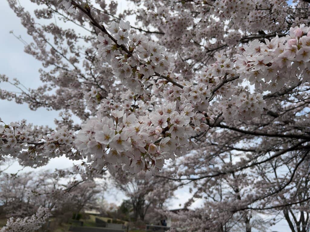 Cherry Blossom Spectacle