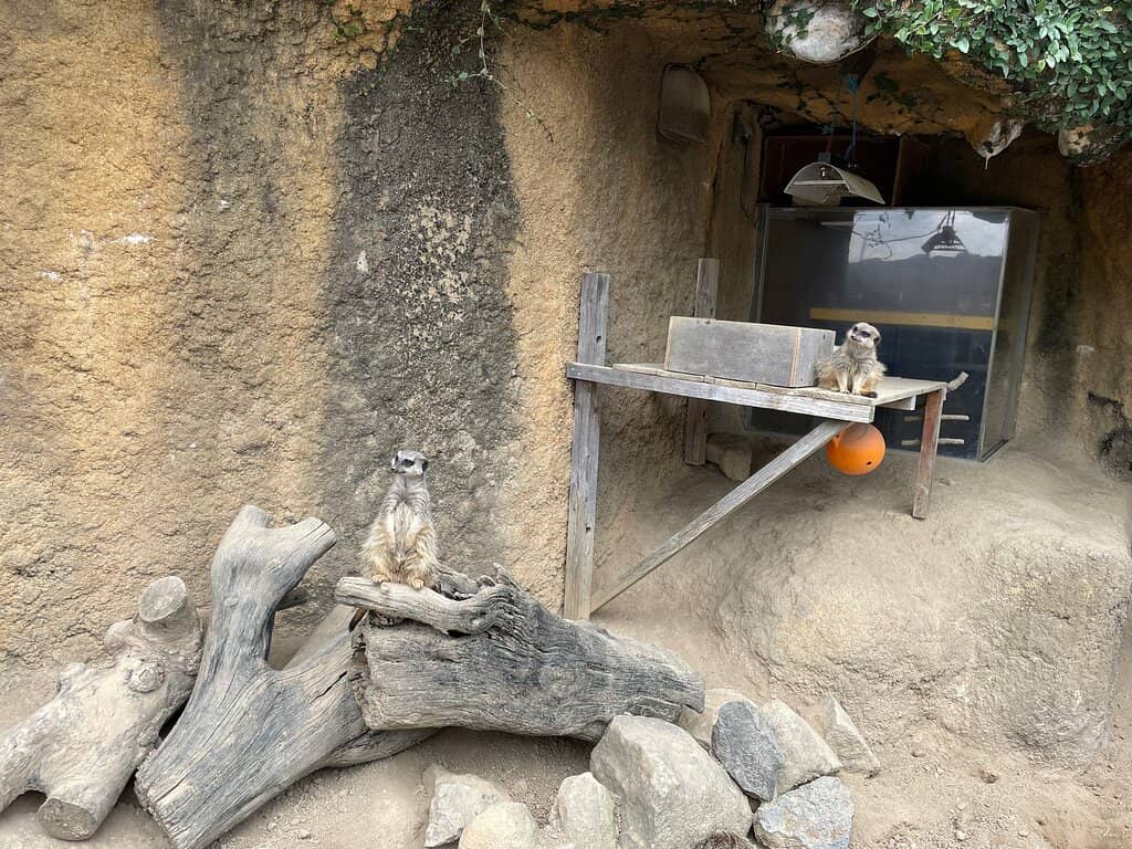 Giraffe Feeding Area