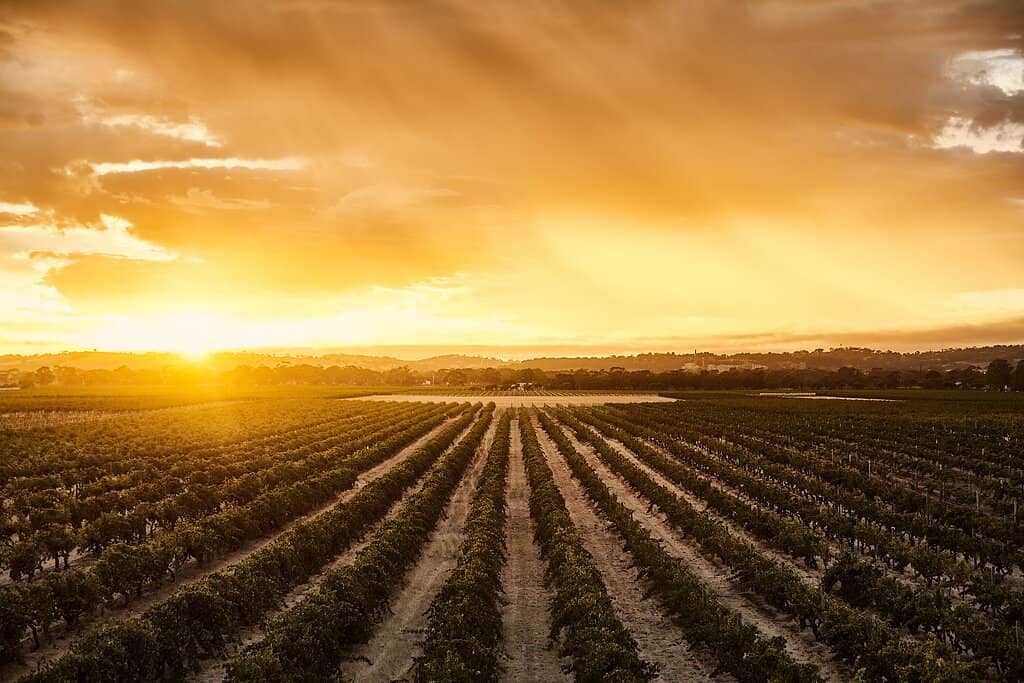 Vineyard Tour