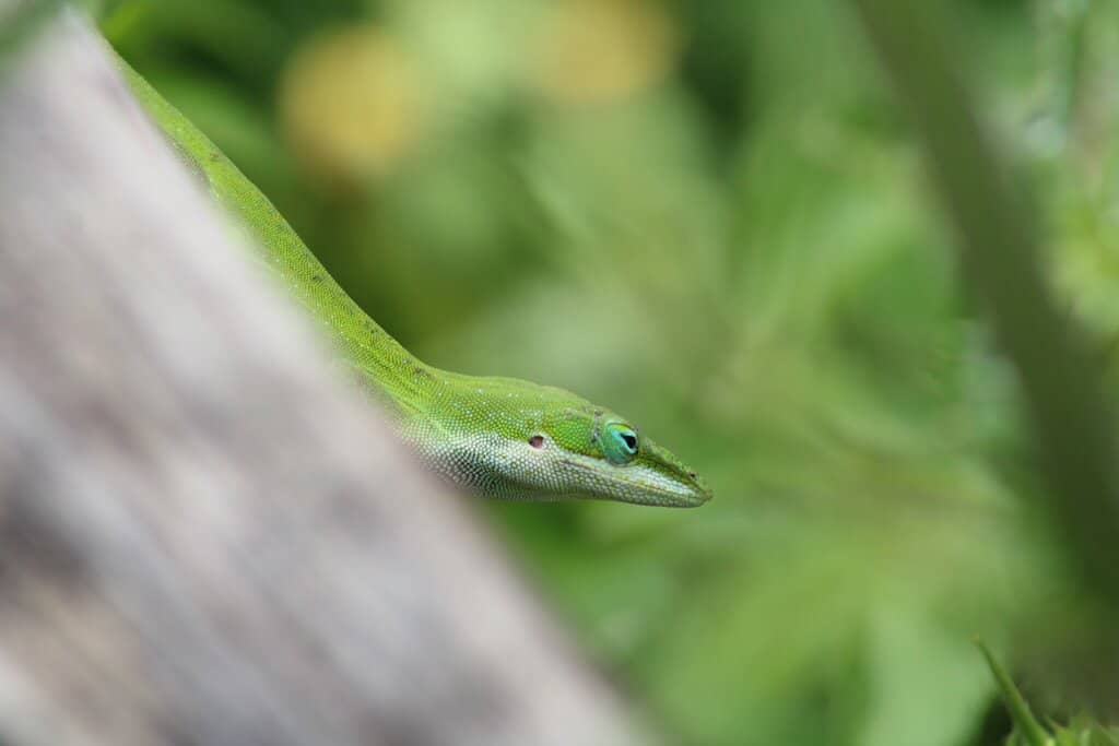 Alligator Encounters