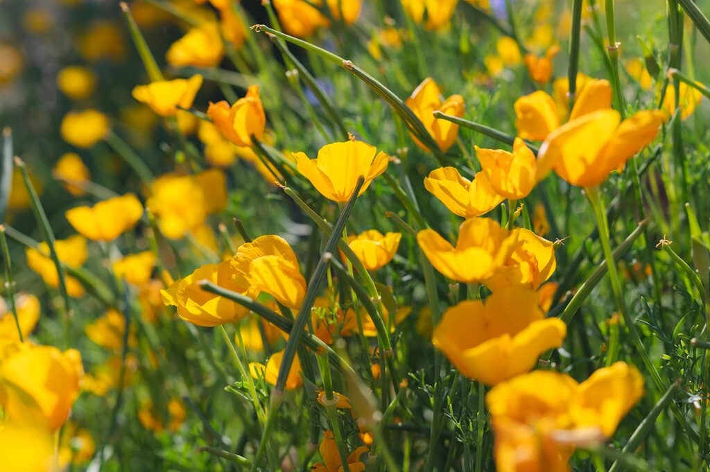 Botanist & Birder's Paradise
