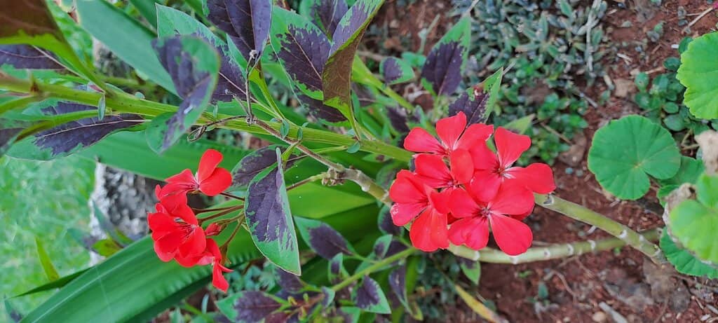 Nature and Green Spaces